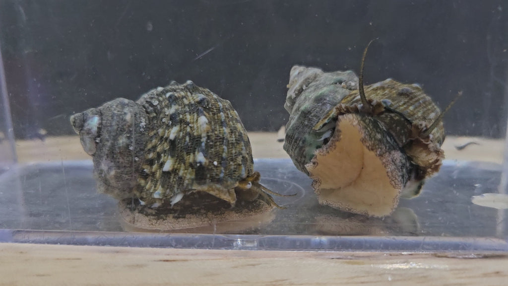 Turbo-Snail