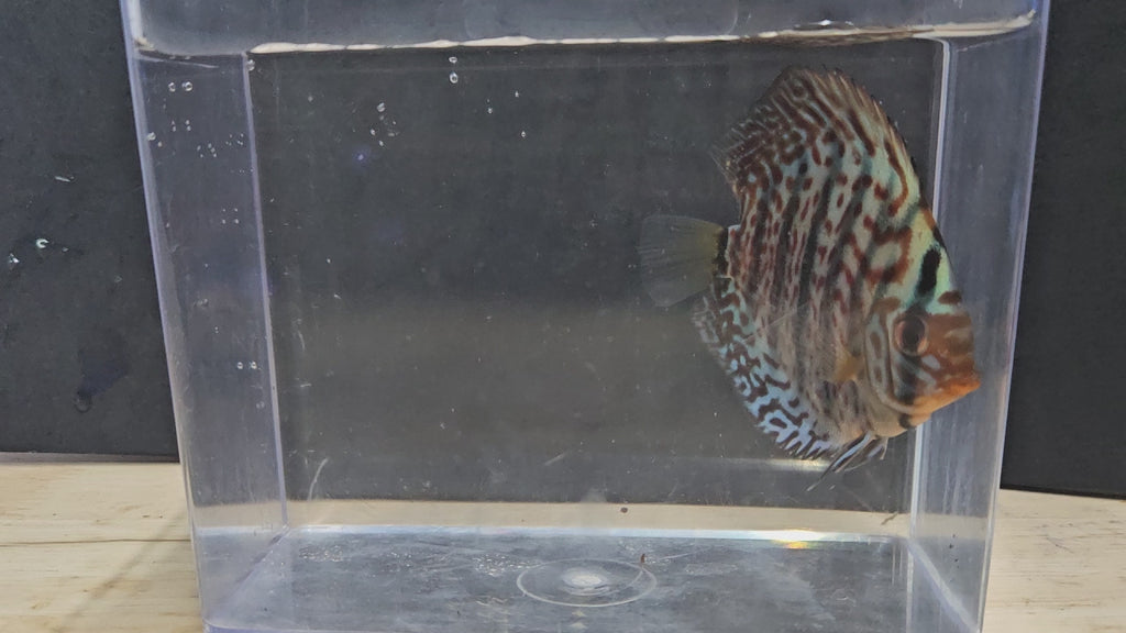 Leopard Red Discus