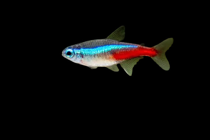 Neon Florida Tetra