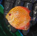 Red-Pigeon-Blood-Discus