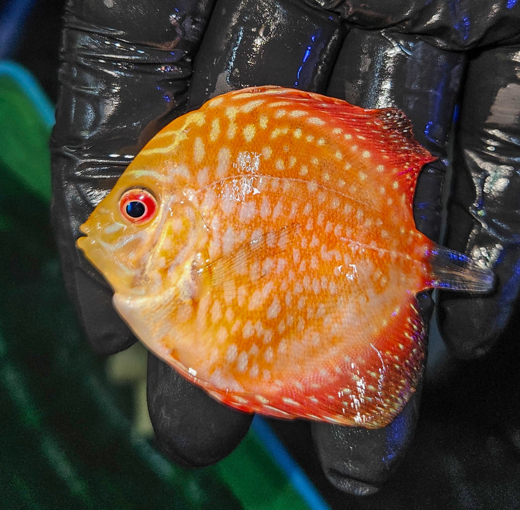 Red-Pigeon-Blood-Discus
