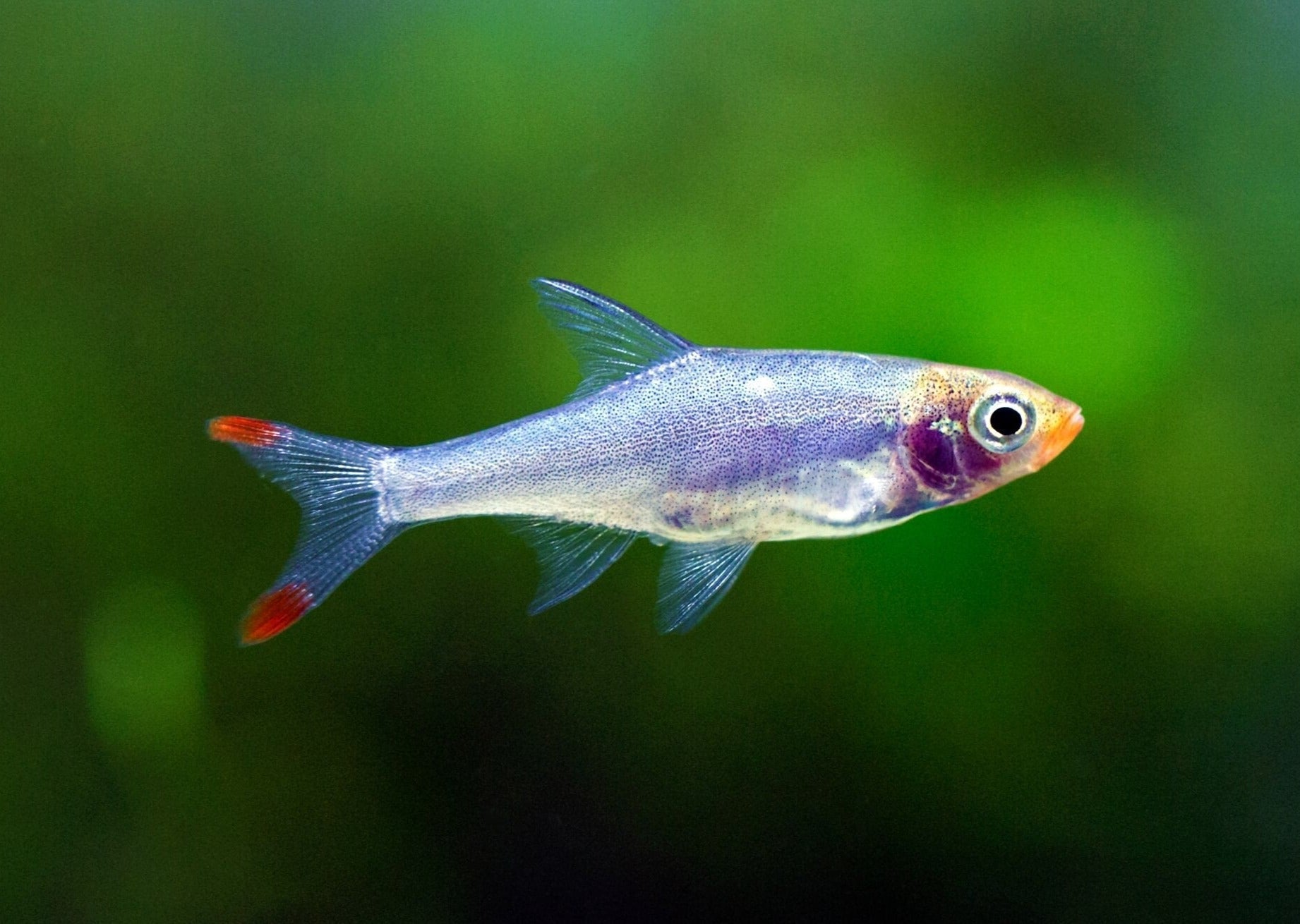 Asian-Rummy-Nose-Rasbora