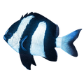 3-Striped-Damsel