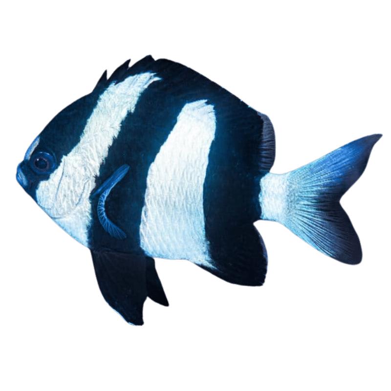 3-Striped-Damsel