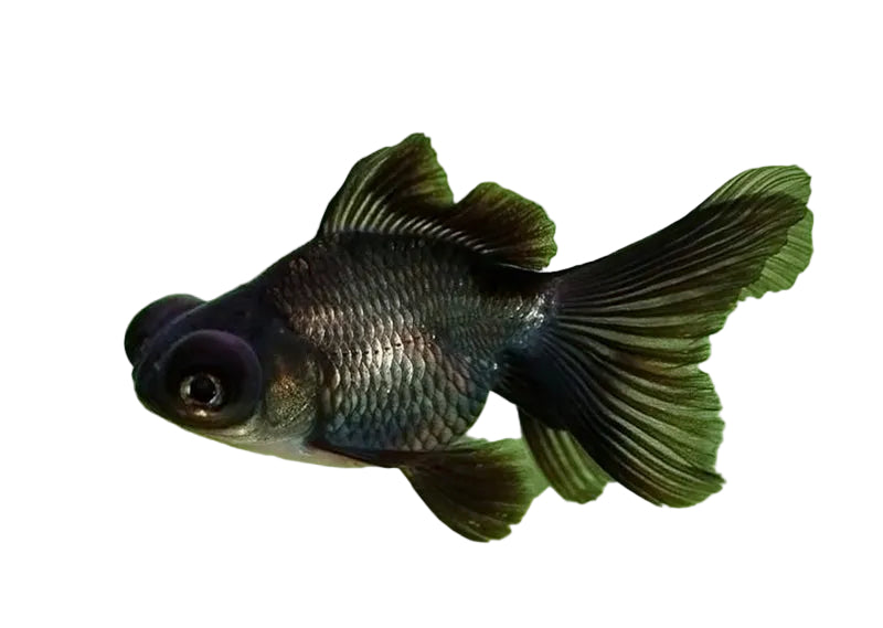 Black Moor Goldfish