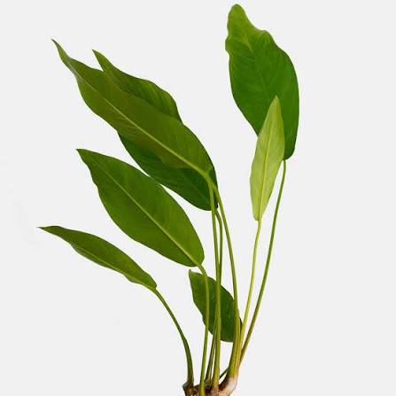 Anubias-Congensis