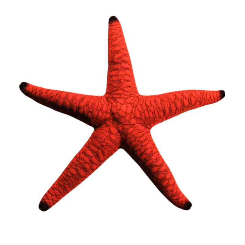 Black Tipped Red Fromia Starfish