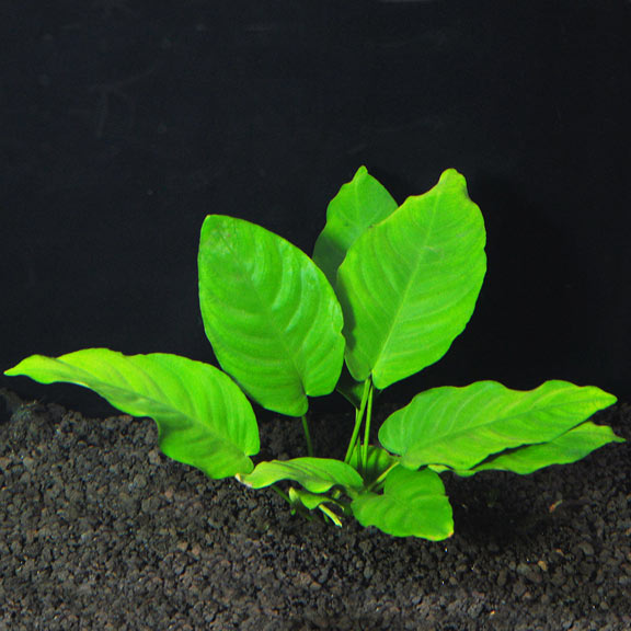 Anubias-Nana