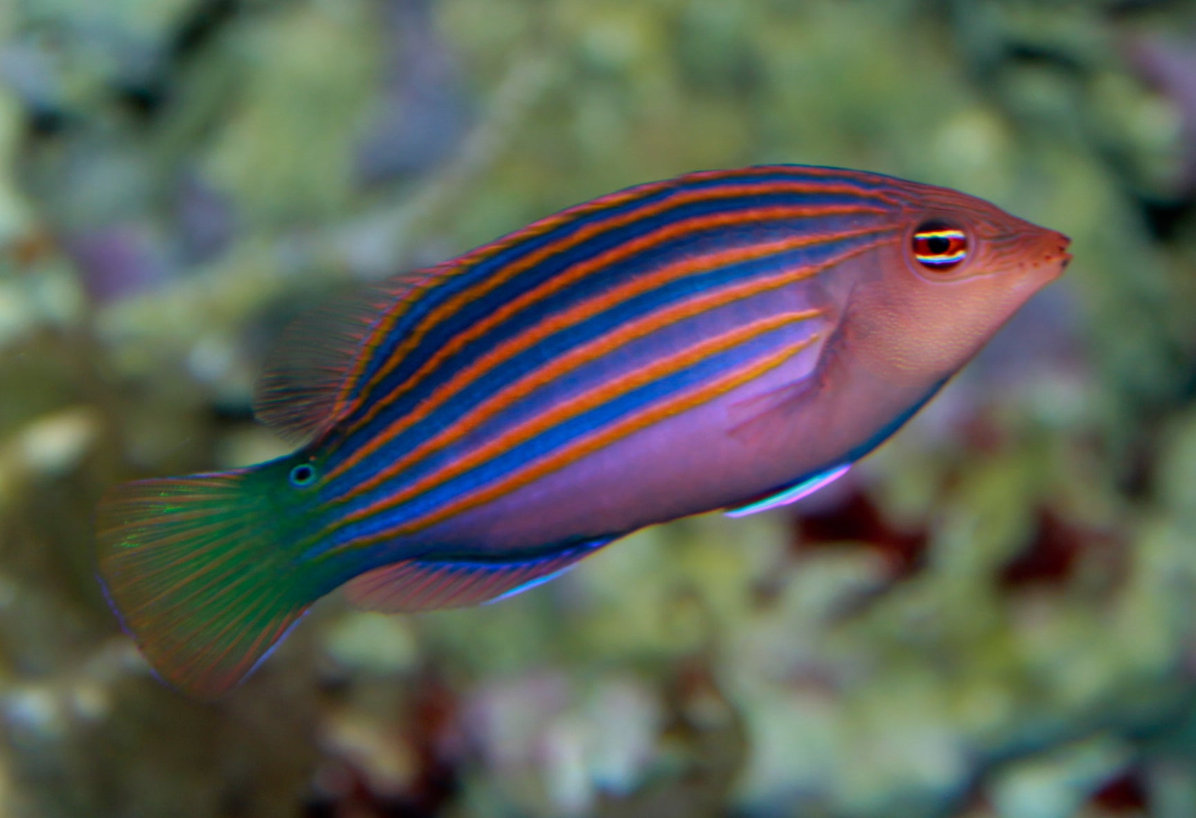 Six-Line-Wrasse