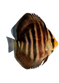 Heckel Ica Discus
