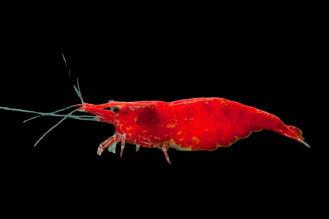 Grade-A-Cherry-Shrimp