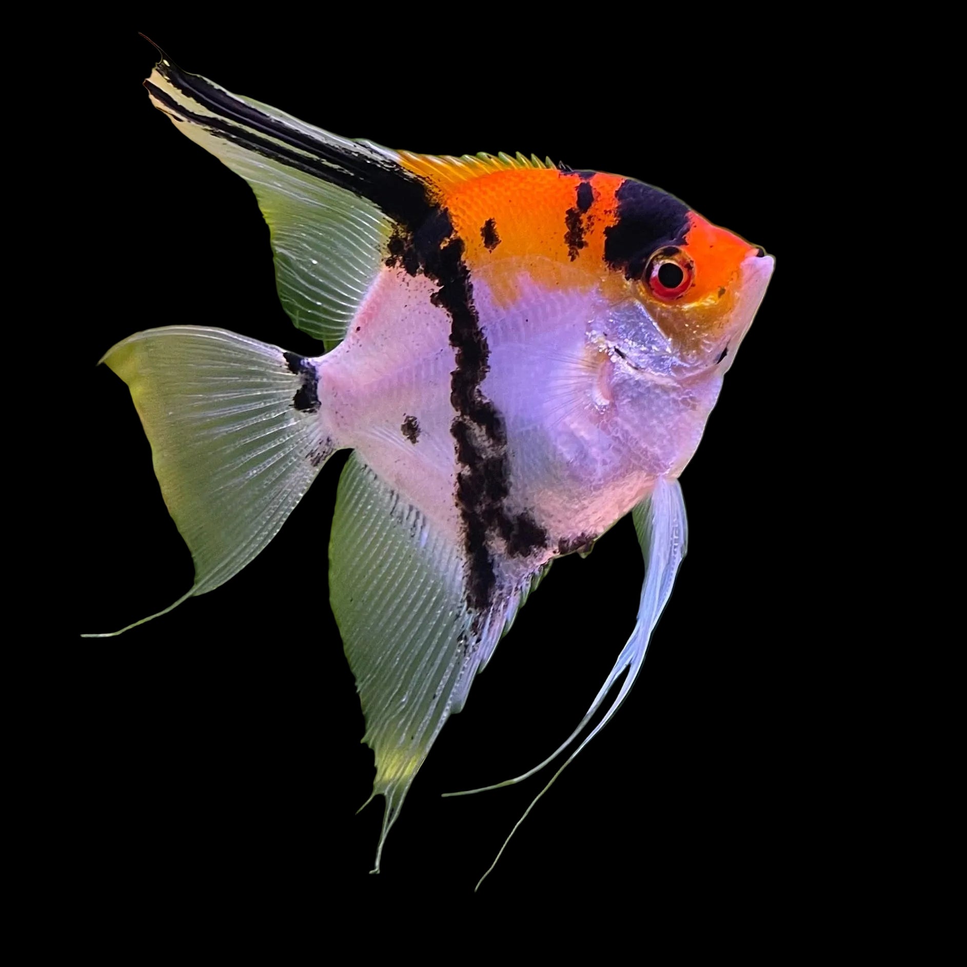 Koi-Angelfish
