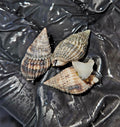 Nassarius-Snail