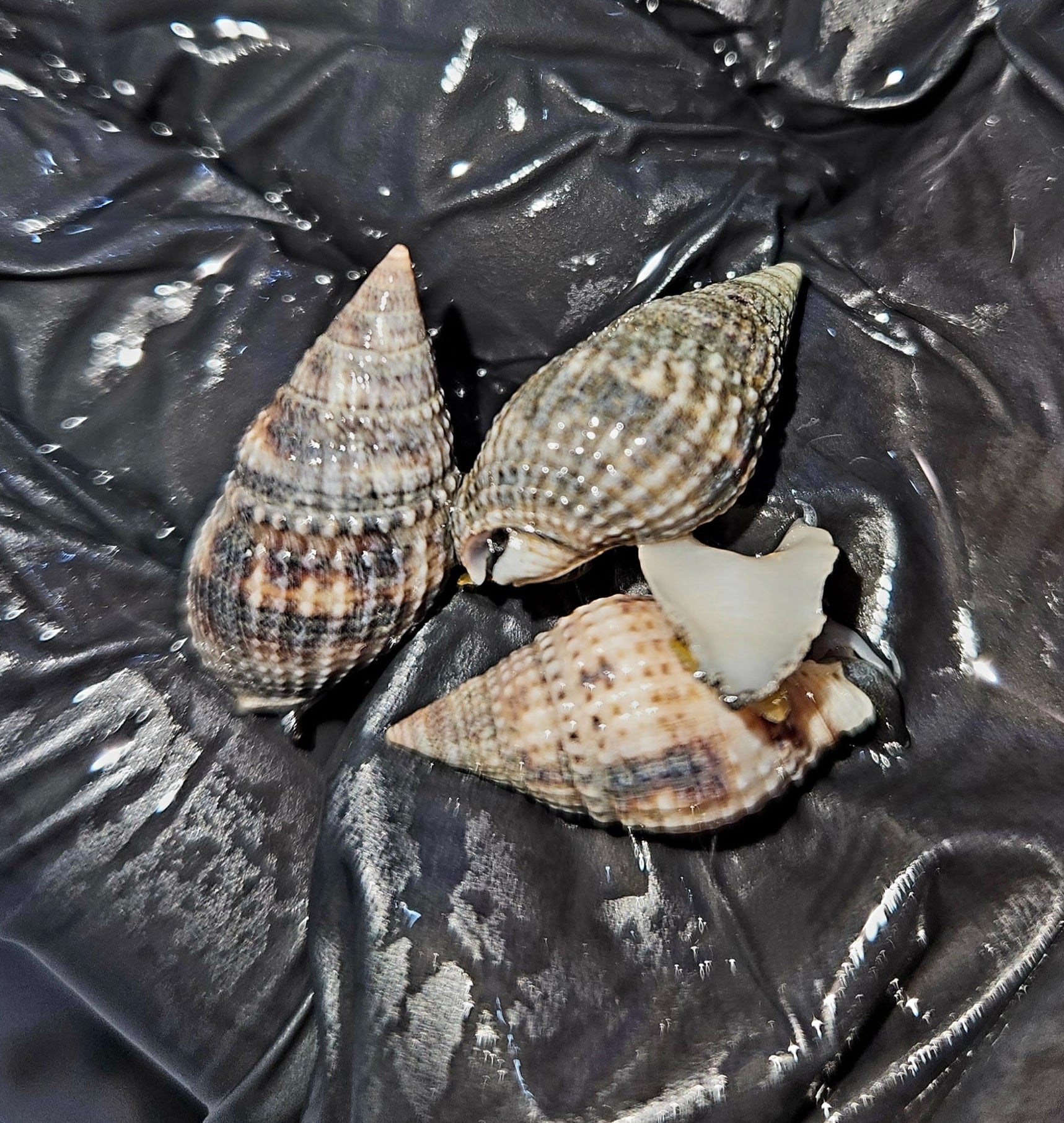 Nassarius-Snail