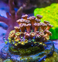 Ultra Rainbow-Goniopora
