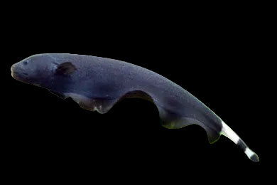 Black Ghost Knifefish