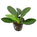 Anubias-Afzeli