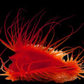 Flame-Scallops-Electric-Eye