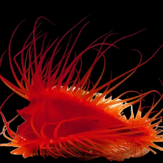 Flame-Scallops-Electric-Eye
