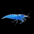 Blue Velvet Shrimp