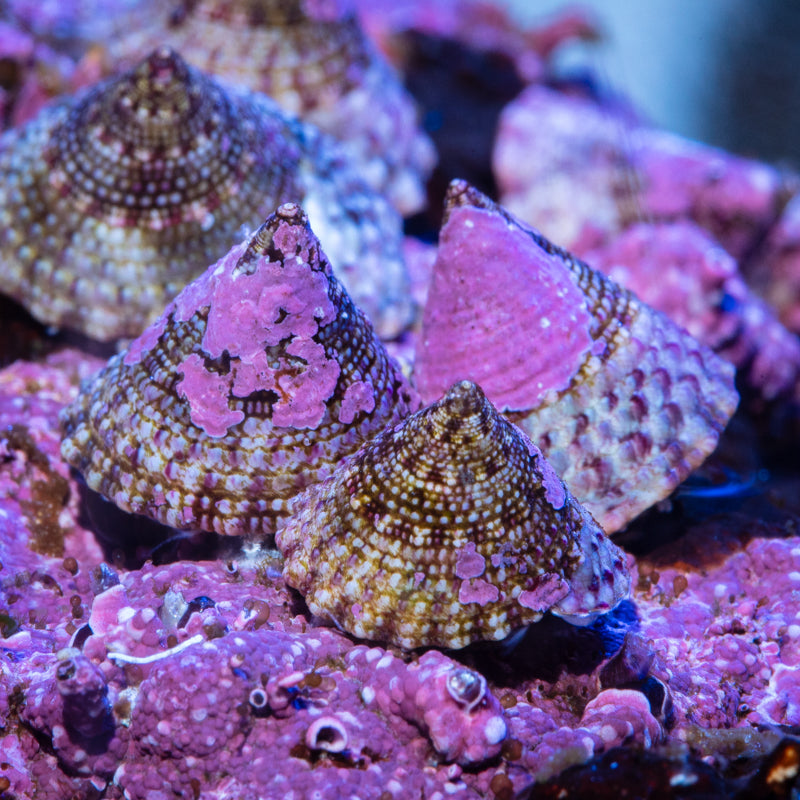 Trochus-Snails