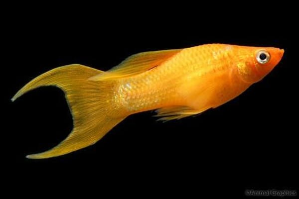 Tangerine Lyretail Molly
