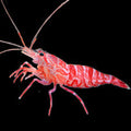 Kuekenthali-Cleaner-Shrimp