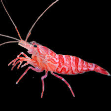 Kuekenthali-Cleaner-Shrimp