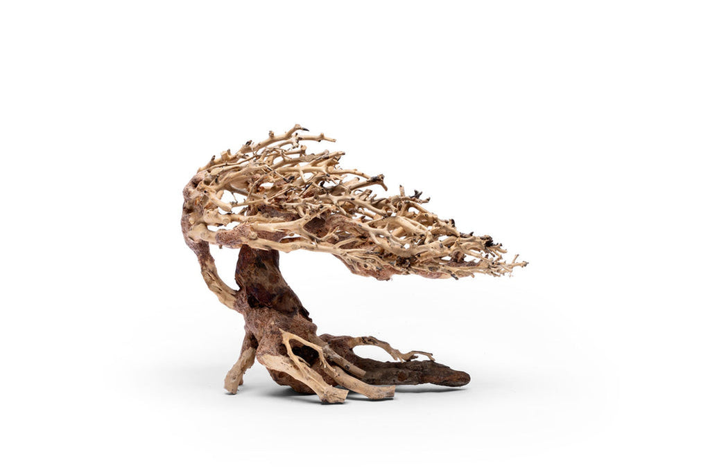 UNS Bonsai 019