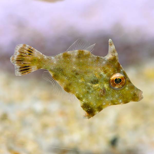 Aiptasia-Eating-Filefish