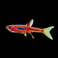 Phoenix-Rasbora