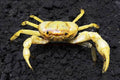 Banana-Crab