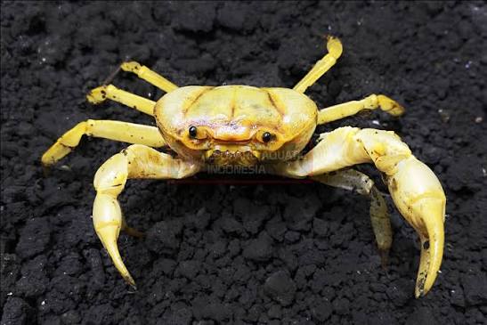 Banana-Crab