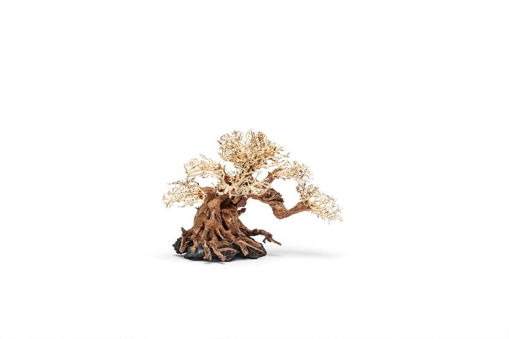UNS Bonsai 014