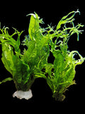 Microsorum pteropus 'Windelov'