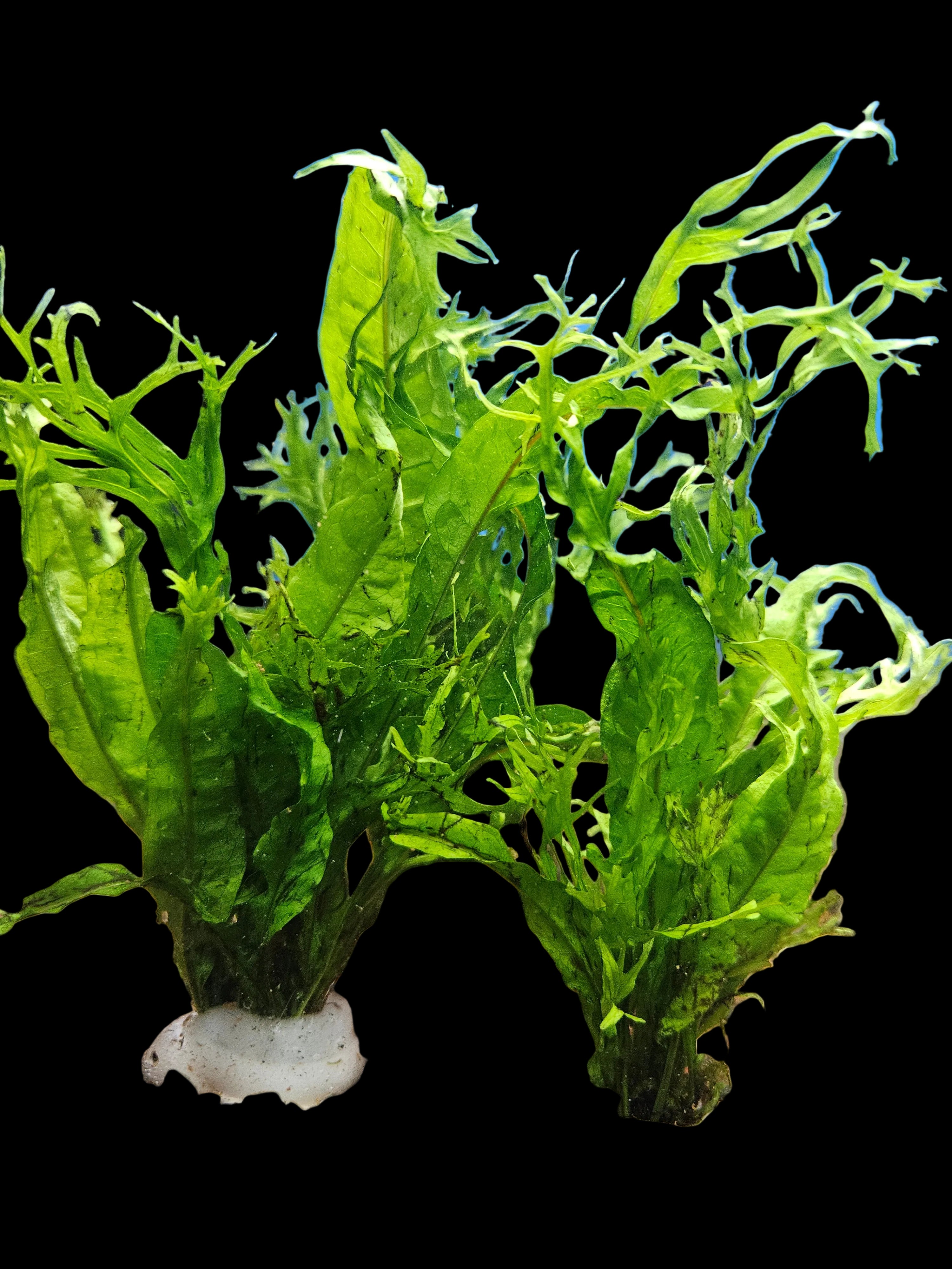 Microsorum pteropus 'Windelov'