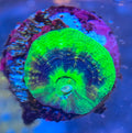 UFO-Scoly