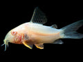 Sterbai-Catfish Albino