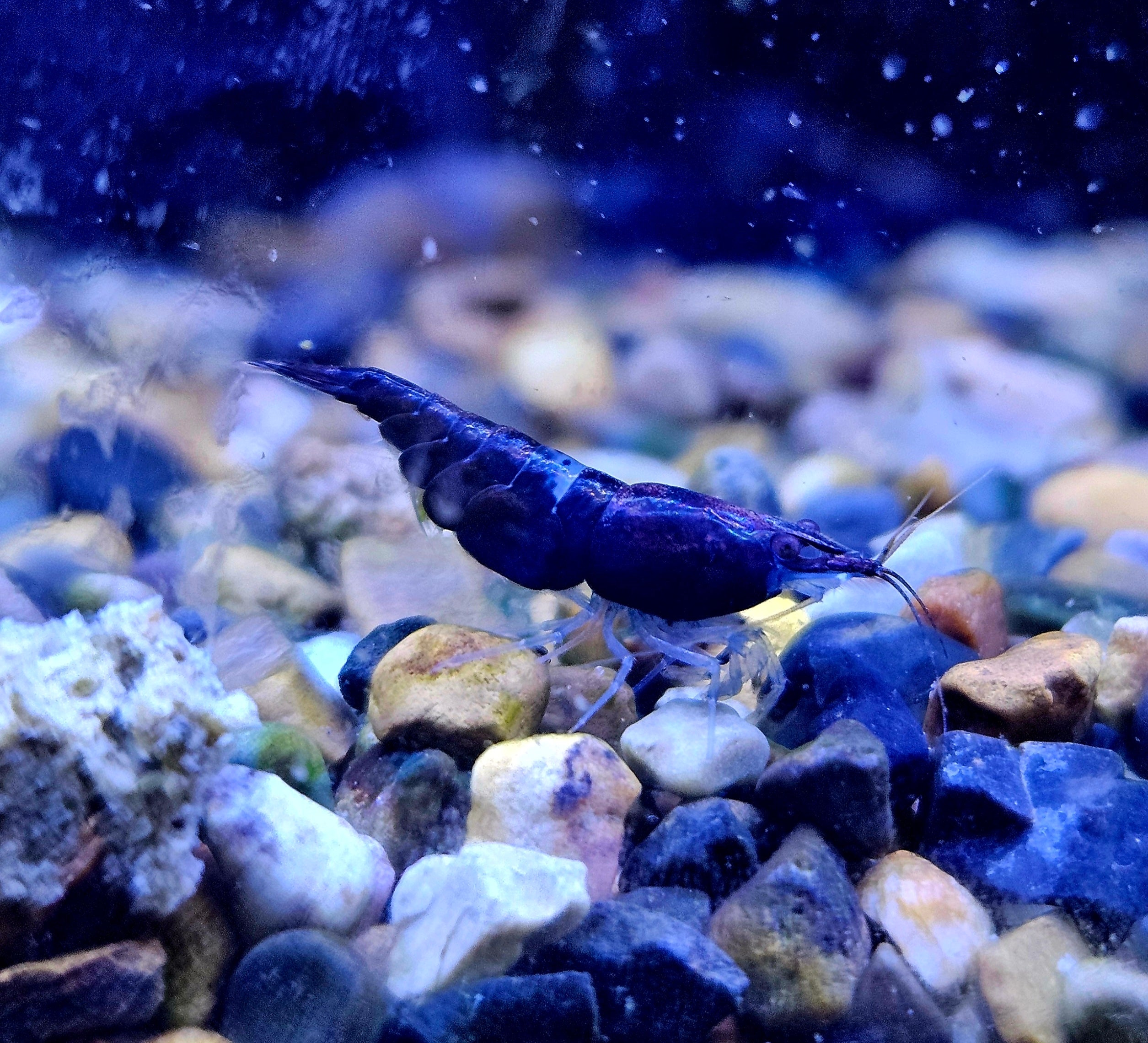 Black Phantom Shrimp