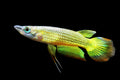 Golden-Wonder-Killifish