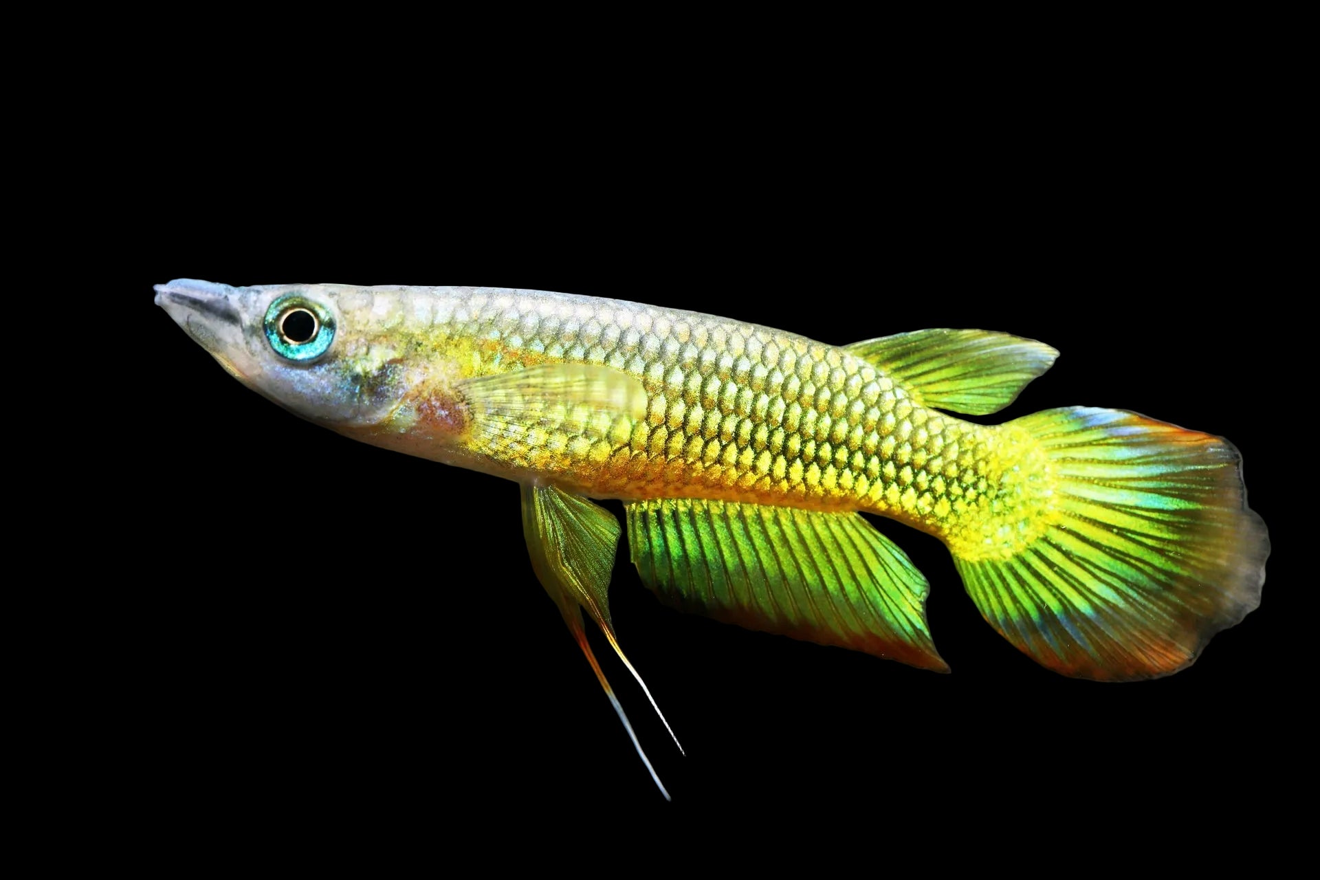 Golden-Wonder-Killifish