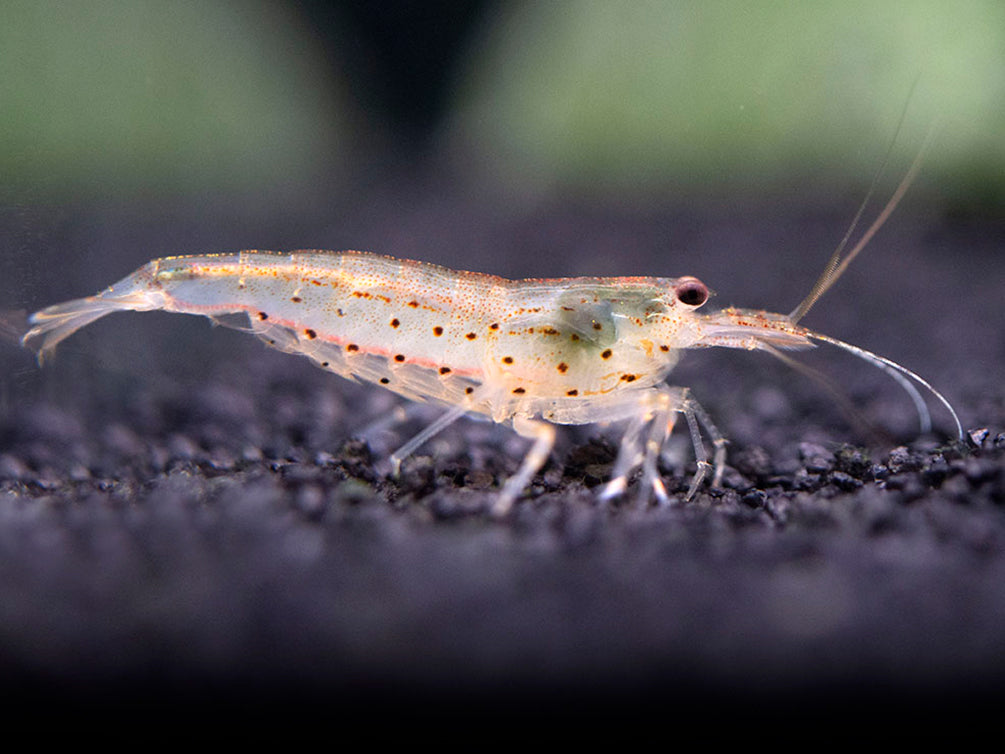 Amano-Shrimp