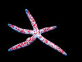 Multicolor-Dalmation-Linkia