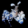 Harlequin-Shrimp