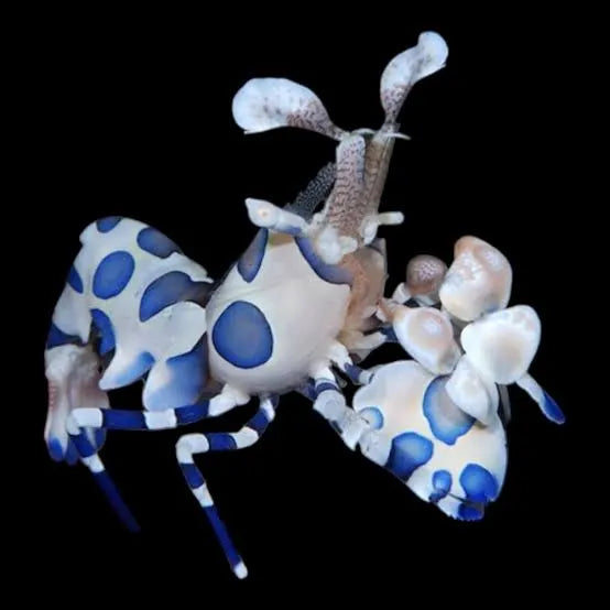 Harlequin-Shrimp