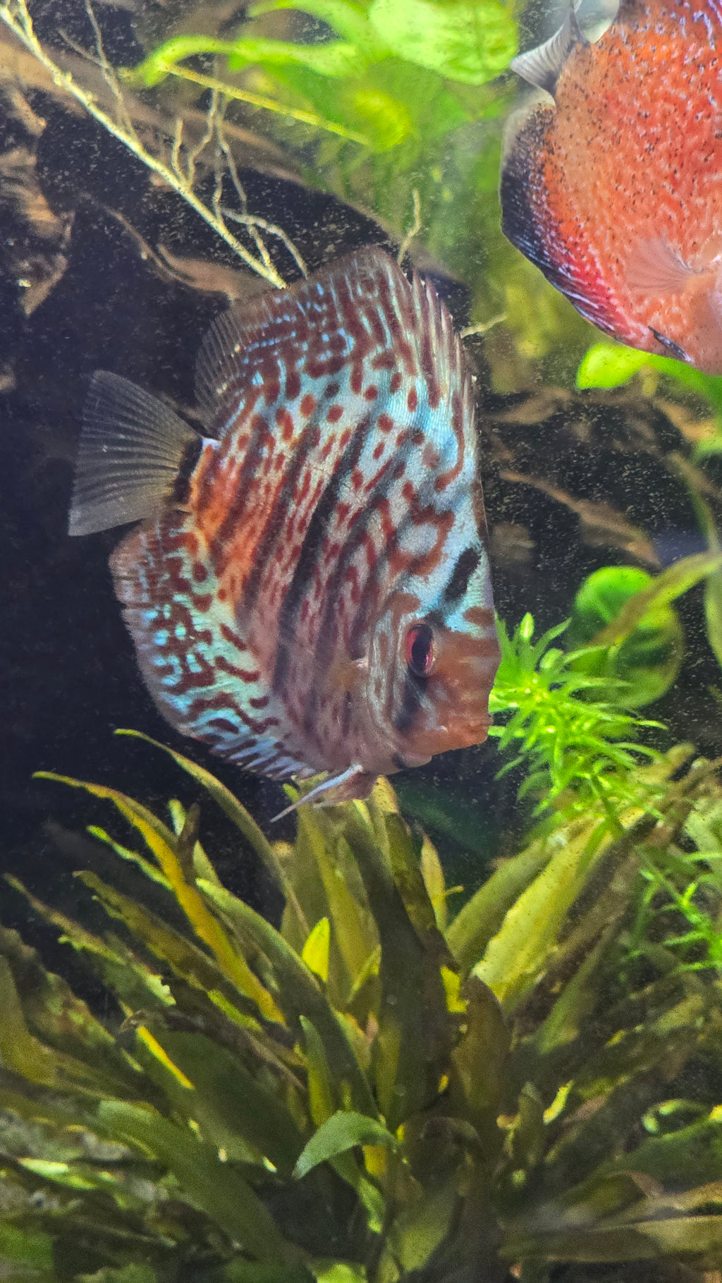 Leopard Red Discus