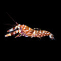 Tiger-Pistol-Shrimp
