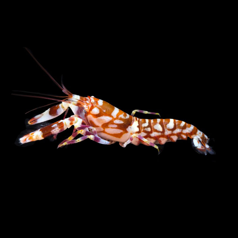 Tiger-Pistol-Shrimp