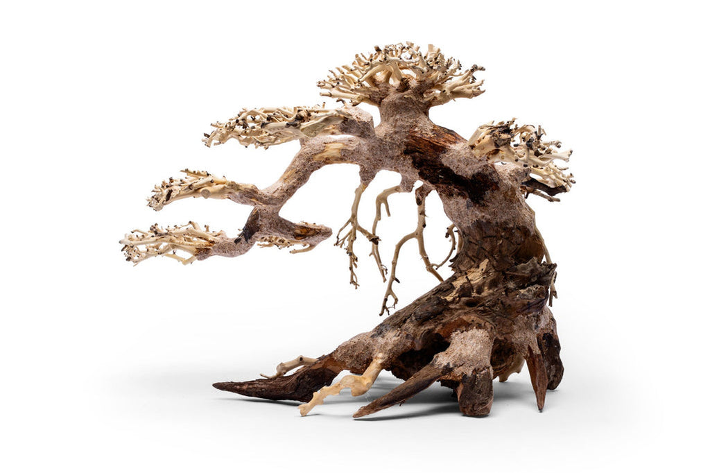 UNS Bonsai 021