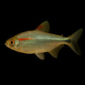 Buenos Aires Tetra